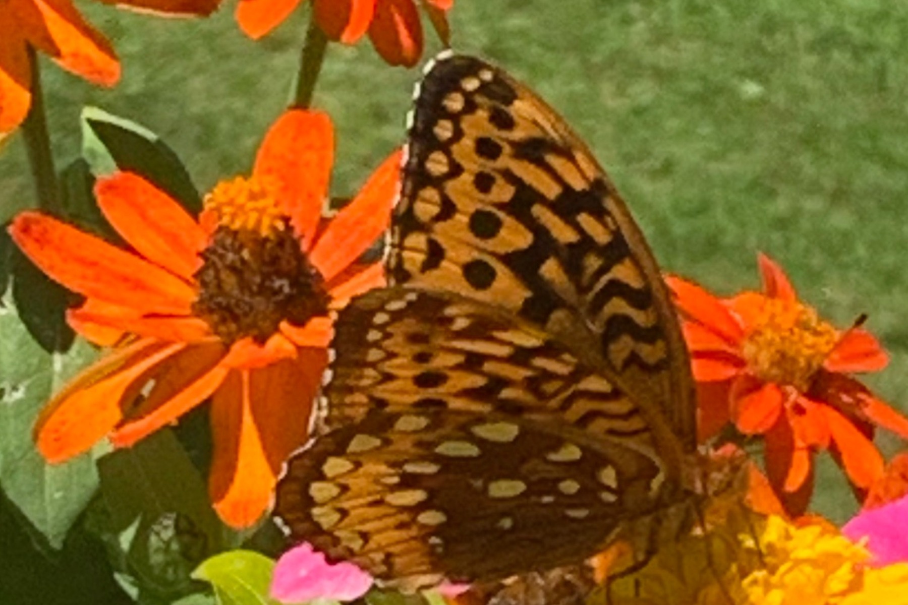 Img 9454 cropped